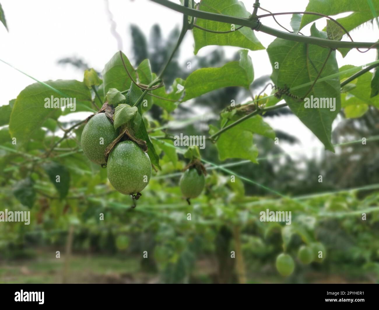passiflora edulis creeping fruits hanging on the stem at the farm Stock Photo