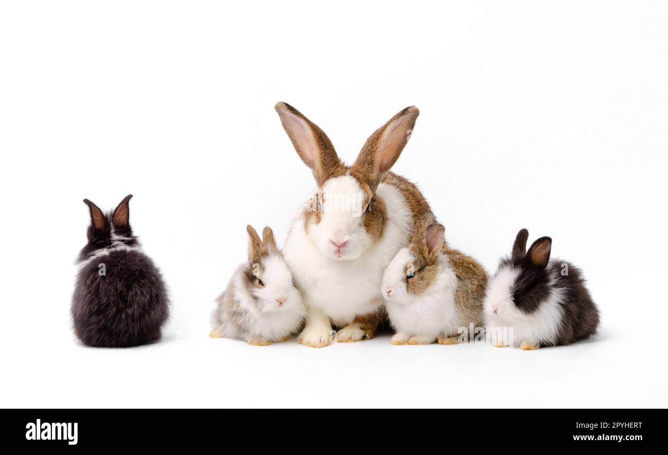 Mother rabbit and four newborn bunnies on white background. Stock Photo