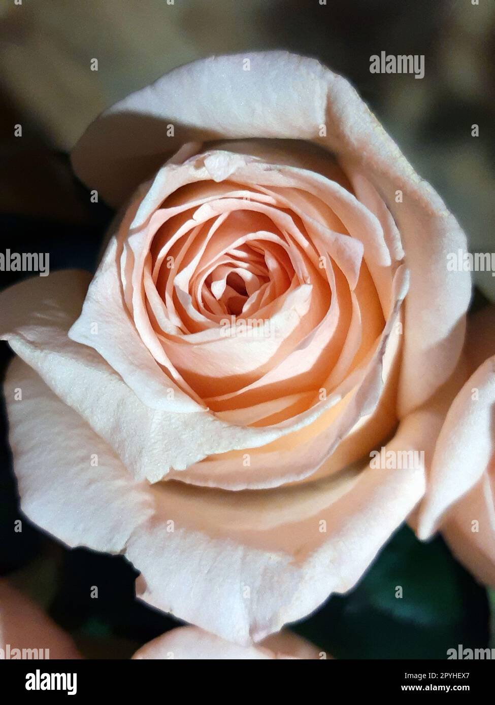 Beige color rose bud close up Stock Photo