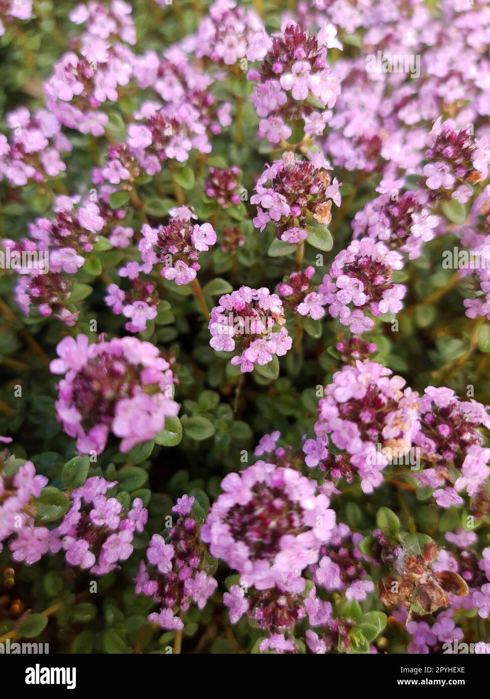 Thyme Flowers In The Morning After A Summer Rain Stock Photo Alamy thyme-flowers-in-the-morning-after-a-summer-rain-stock-photo-alamy