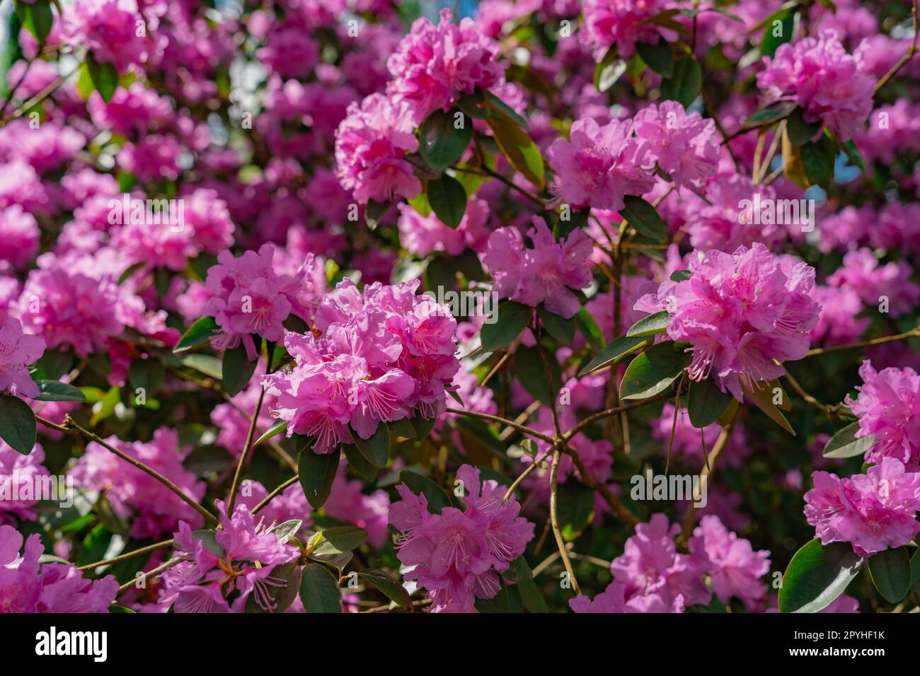 Rhododendron 'PJ Mezitt Elite' with bright purple flowers Stock Photo