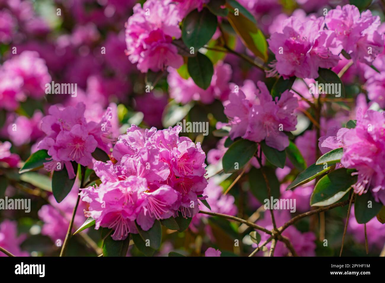 Flowers of Rhododendron 'PJ Mezitt' blooming in may Stock Photo