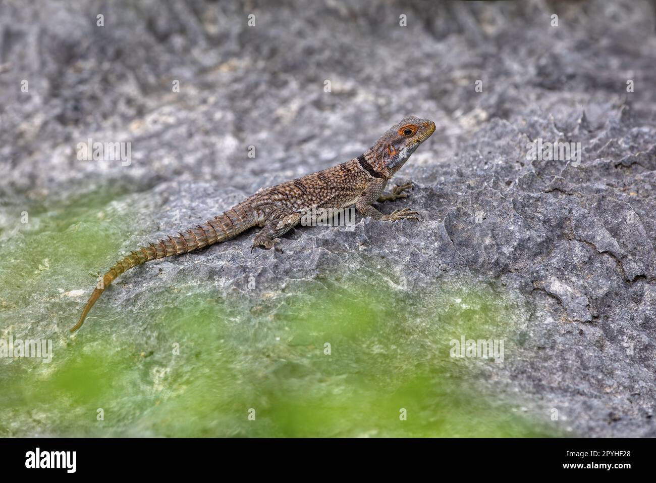 Cuvier's Madagascar Swift, Oplurus cuvieri, Tsingy de Bemaraha ...