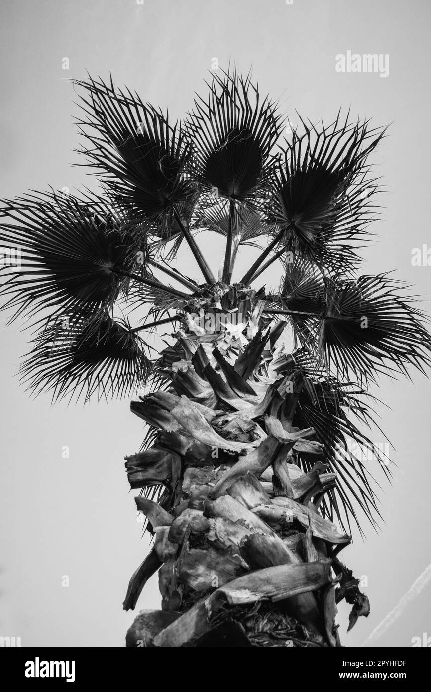 Palm trees in the sunset. Batumi. Stock Photo Alamy