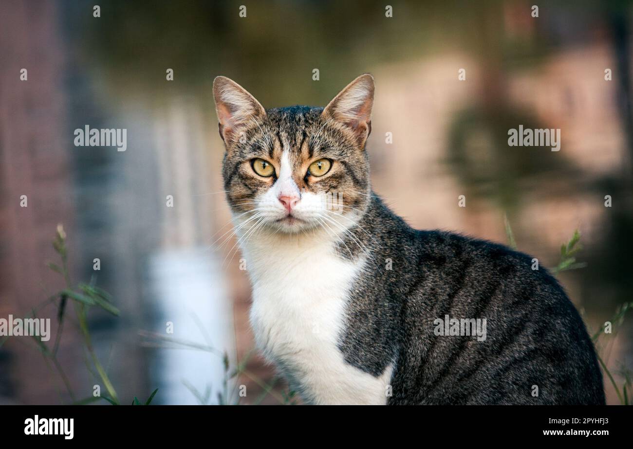 Beatiful street cat portrait sitting outdoors Stock Photo - Alamy