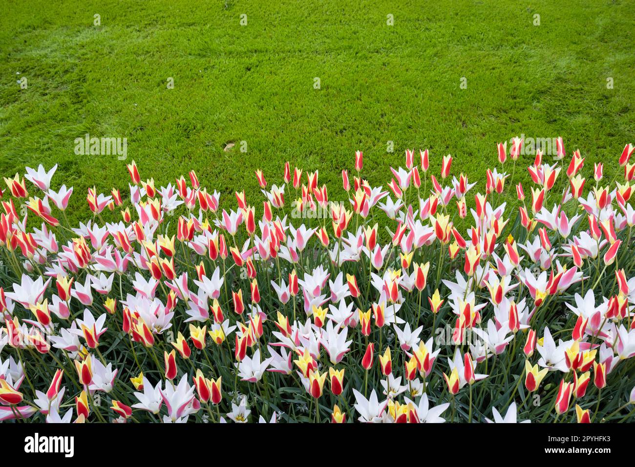 Keukenhof flower garden largest tulip park in world, Lisse