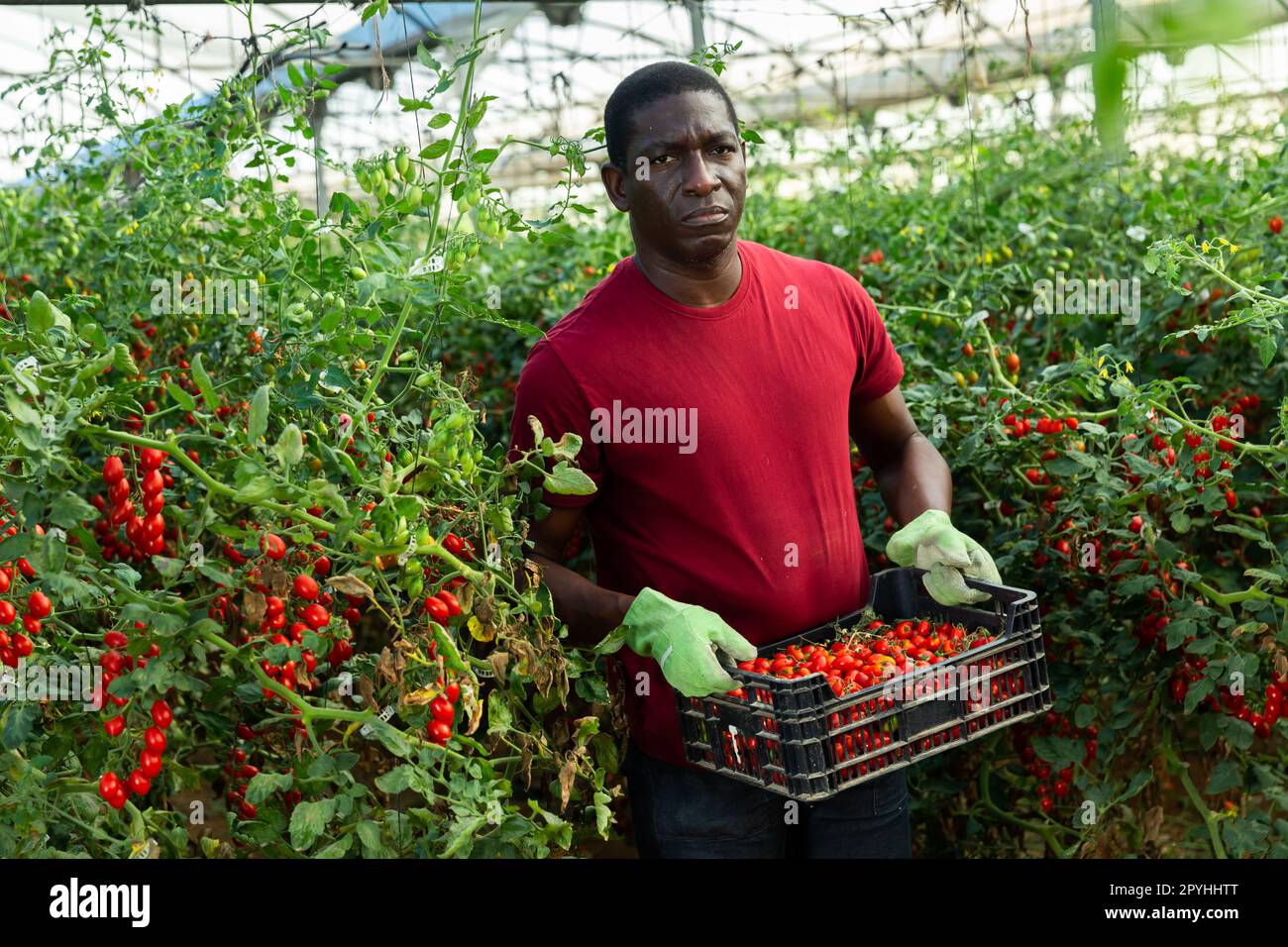 Farmer carrying box with picked cherry tomatoes Stock Photo - Alamy