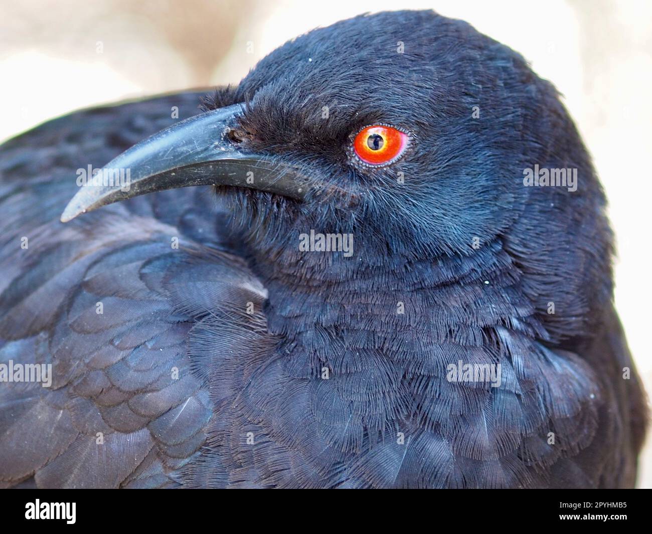 Amazing marvellous White-winged Chough with striking red eyes and shimmering plumage. Stock Photo