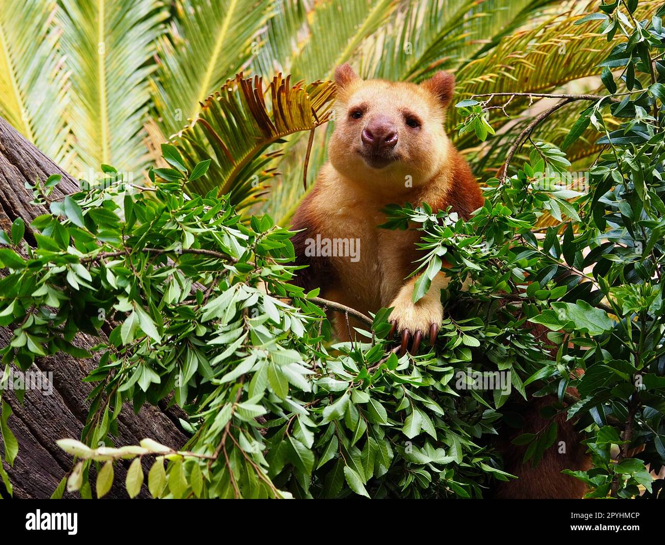 Sensational charismatic male Goodfellow's Tree-Kangaroo surrounded by lush tropical foliage. Stock Photo
