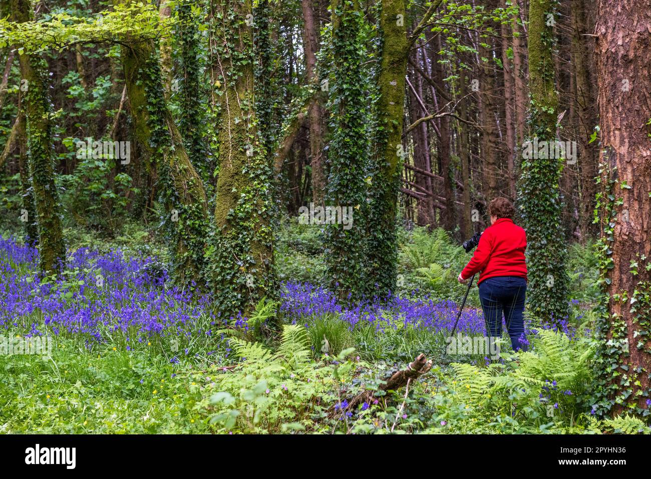 Castlefreke, West Cork, Ireland. 3rd May, 2023. Bluebells (Hyacinthoides non-scripta) were in full bloom this evening in Castlefreke Woods, West Cork. Members of Clonakilty Camera Club took to the woods to get pictures of the wild flowers. Credit: AG News/Alamy Live News. Stock Photo