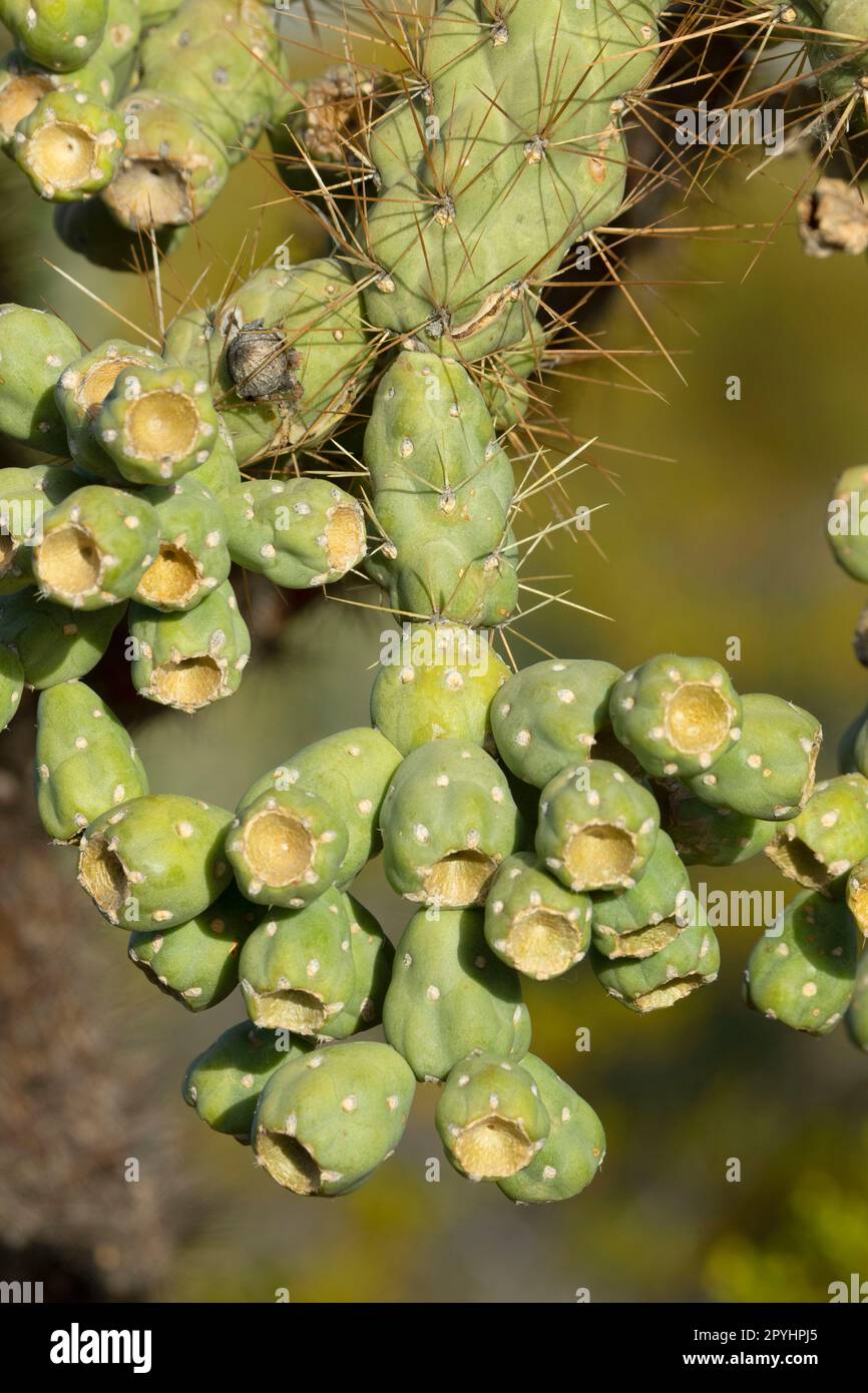 Hanging chain cholla ( Cylindropuntia fulgida), Saguaro National Park