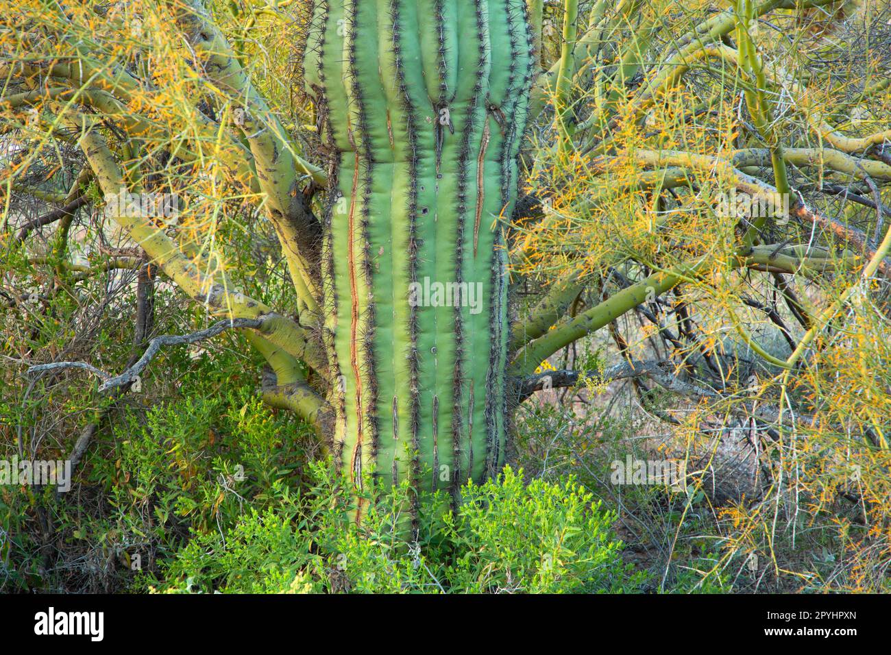 Saguaro with Palo Verde along Puerto Blanco Drive, Organ Pipe Cactus National Monument, Arizona Stock Photo