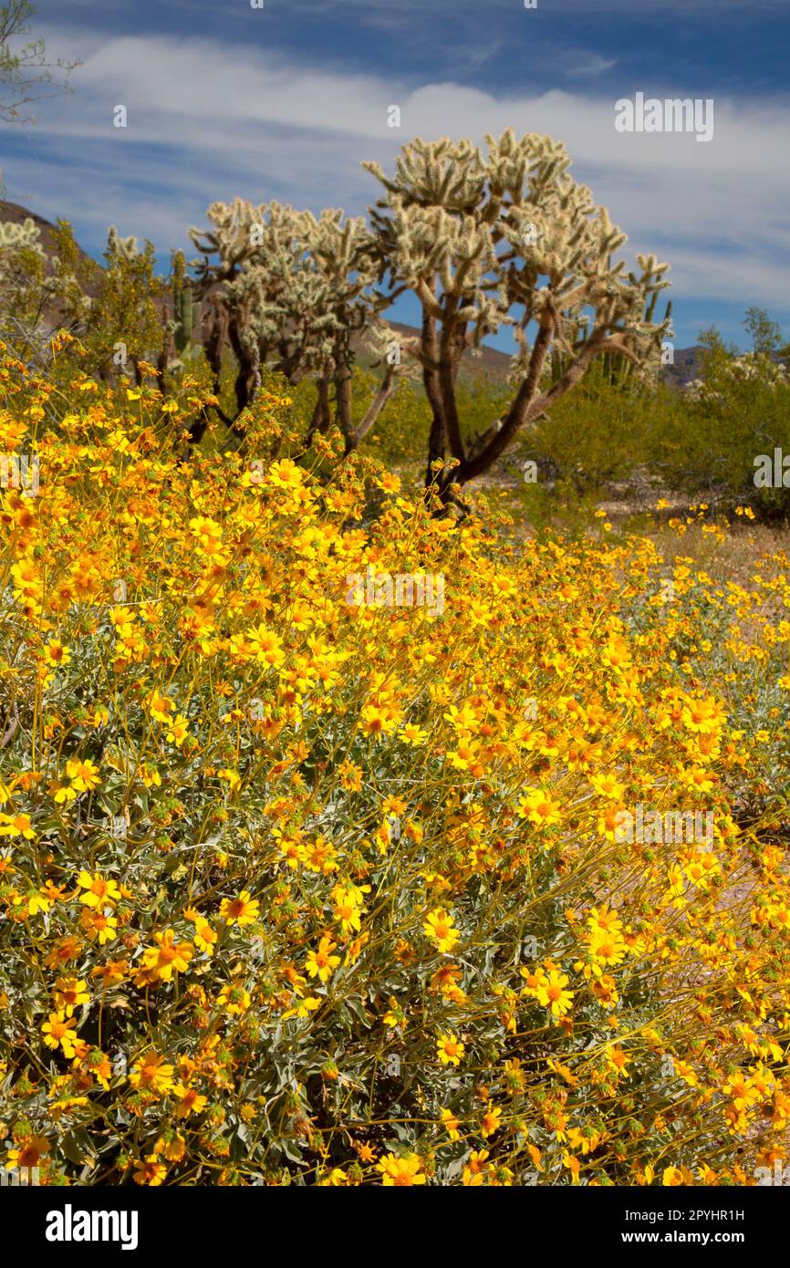 Brittlebush along Puerto Blanco Drive, Organ Pipe Cactus National Monument, Arizona Stock Photo
