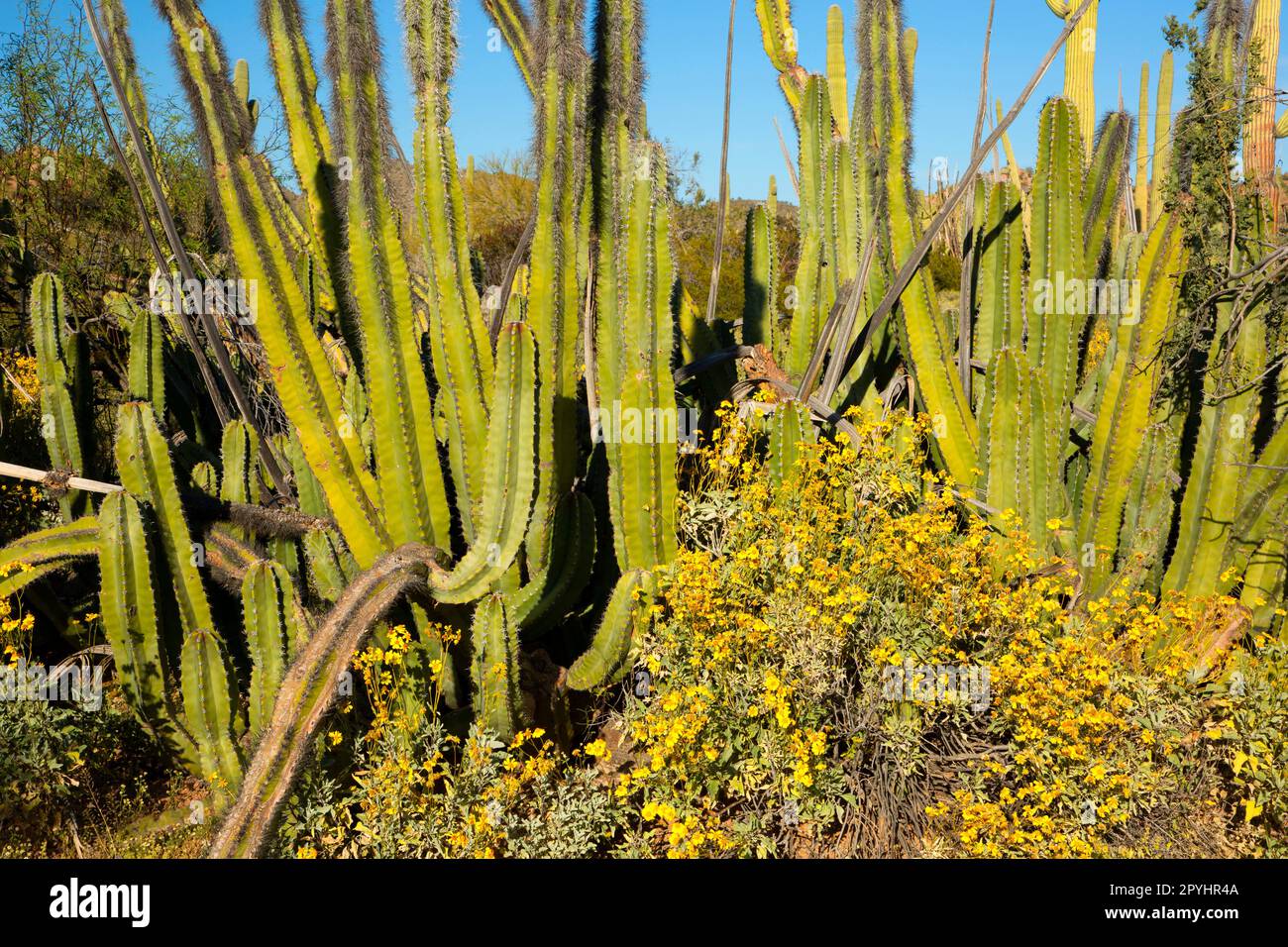 Senita cactus in Senita Basin, Organ Pipe Cactus National Monument, Arizona Stock Photo