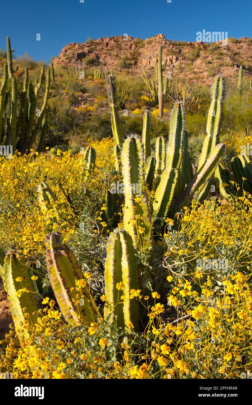 Senita cactus in Senita Basin, Organ Pipe Cactus National Monument, Arizona Stock Photo