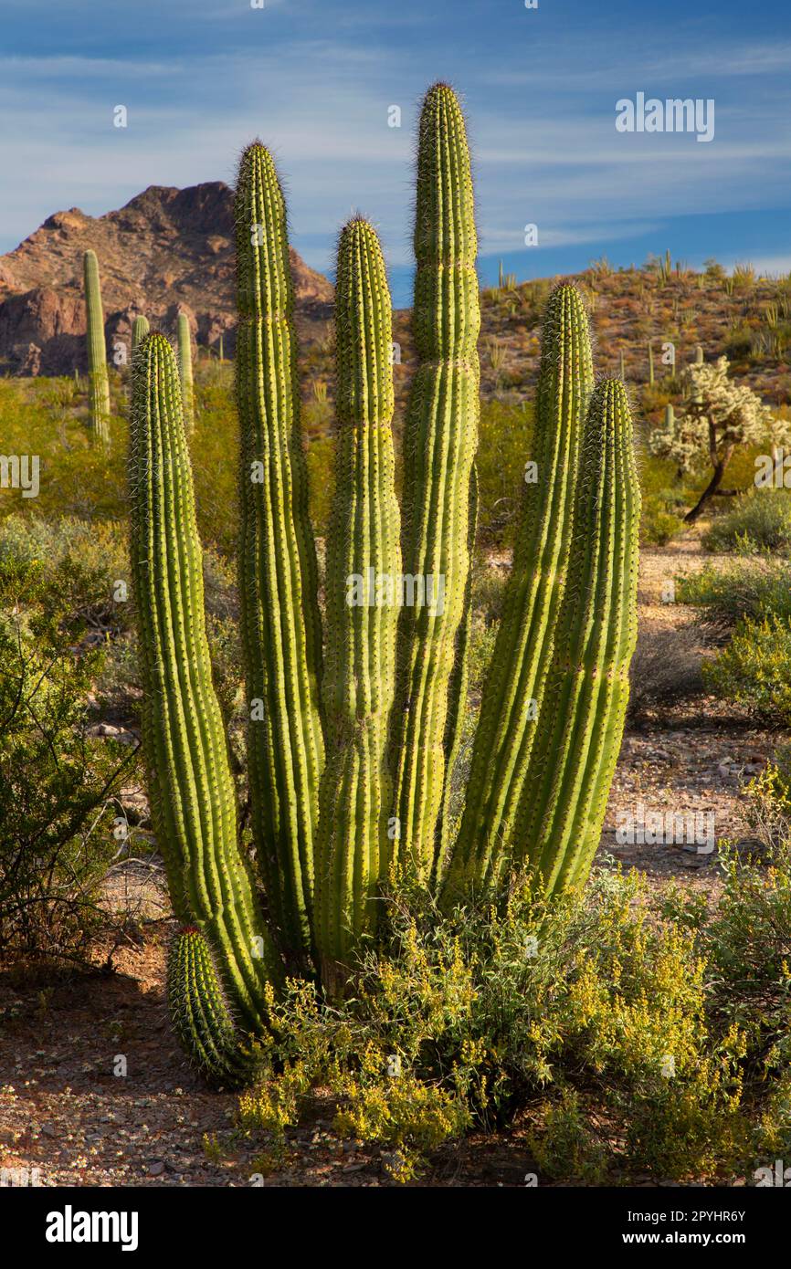 Organ Pipe Cactus along Red Tanks Tinaja Trail, Organ Pipe Cactus National Monument, Arizona Stock Photo
