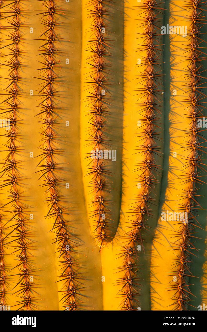 Saguaro along Red Tanks Tinaja Trail, Organ Pipe Cactus National Monument, Arizona Stock Photo