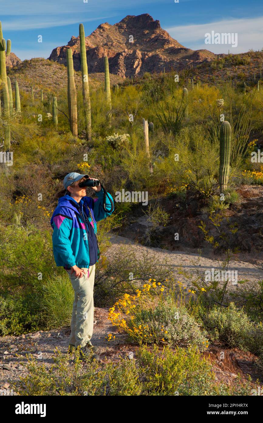 Pinkley Peak with birder along Red Tanks Tinaja Trail, Organ Pipe Cactus National Monument, Arizona Stock Photo