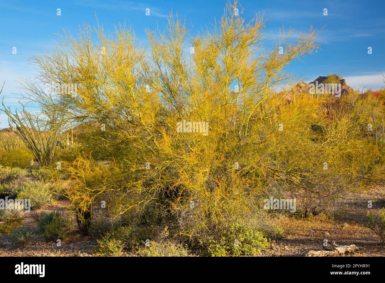 Palo Verde, Organ Pipe Cactus National Monument, Arizona Stock Photo