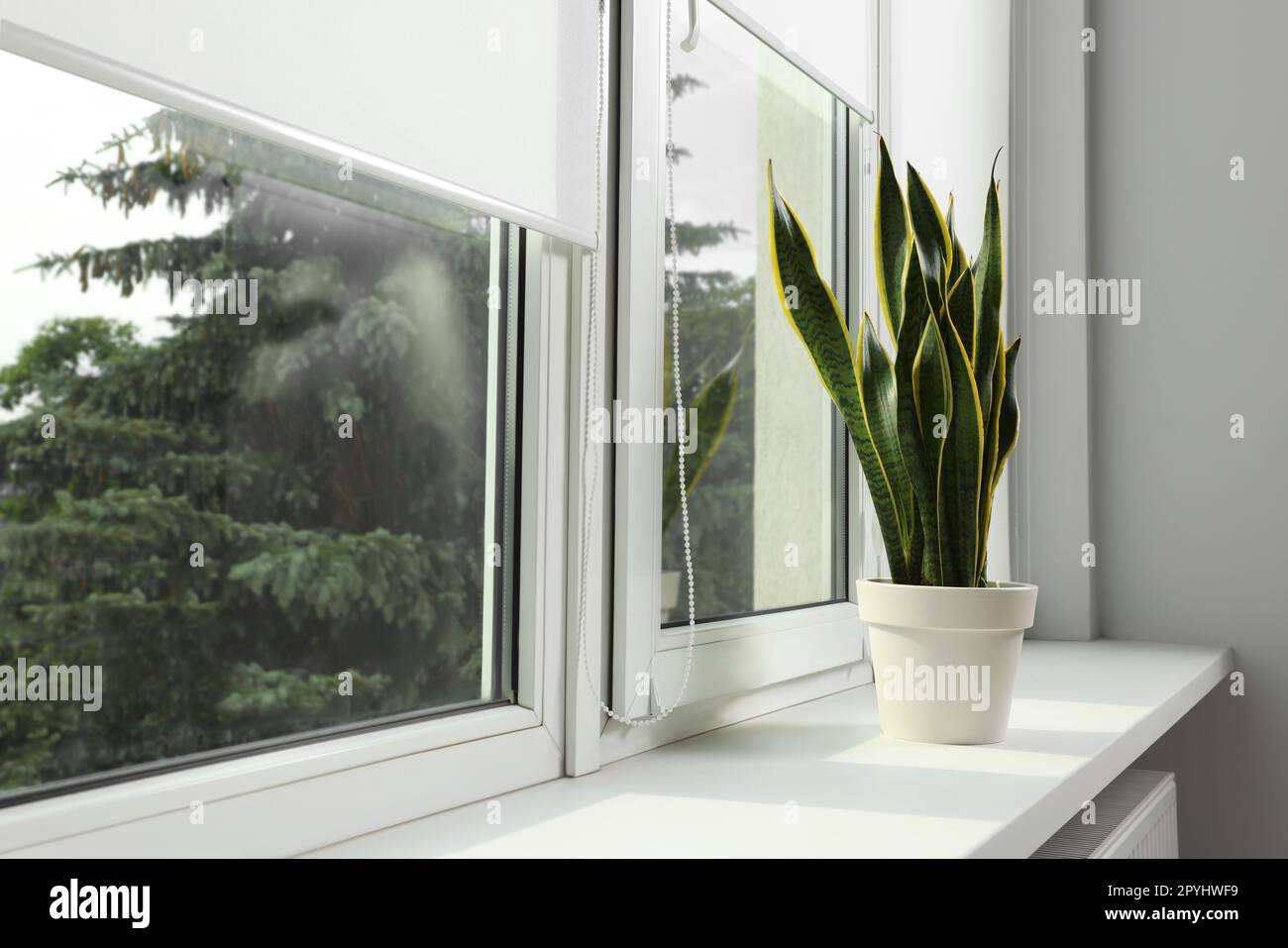 Window with blinds and potted Sansevieria plant on sill indoors Stock ...