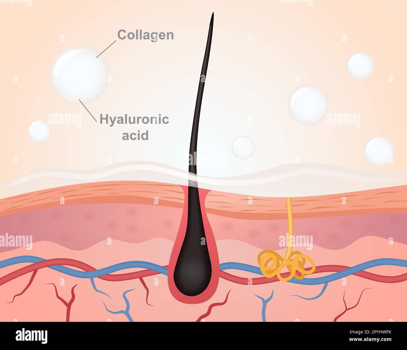 Collagen and hyaluronic acid Stock Vector Image & Art Alamy