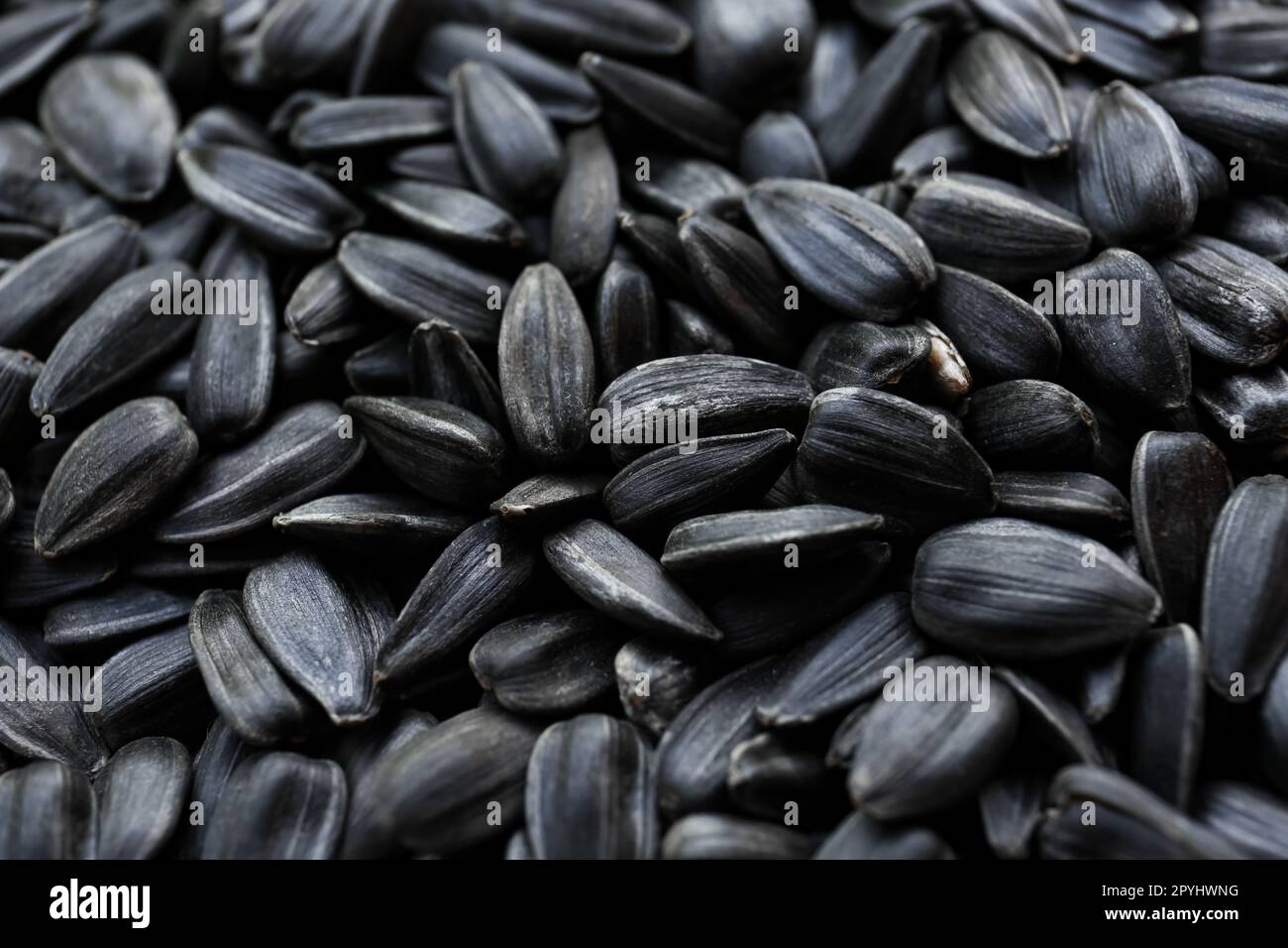 Pile of sunflower seeds as background, closeup Stock Photo - Alamy