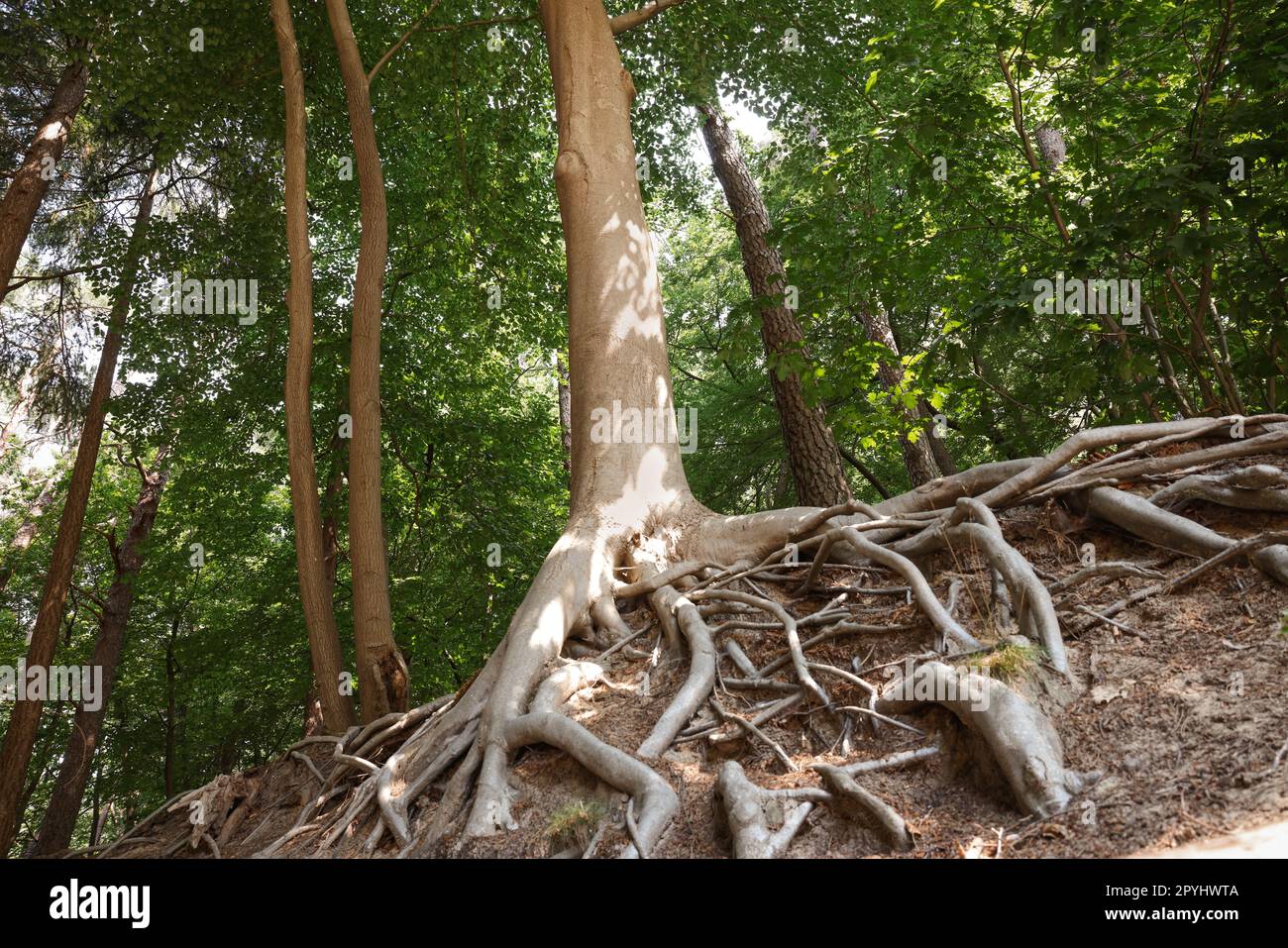 Tree roots visible through ground in forest Stock Photo - Alamy
