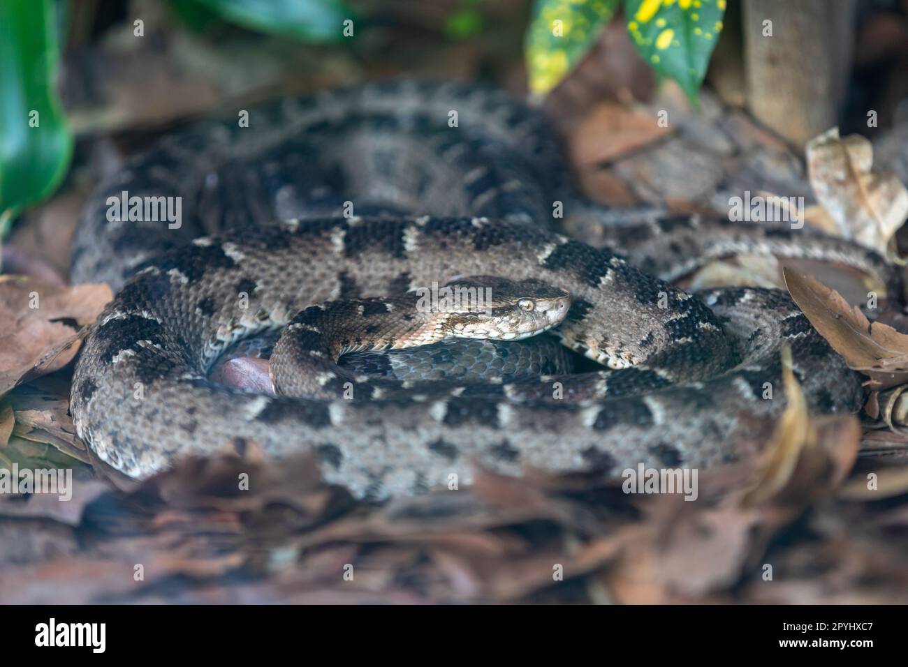 Very common venomous snake in Brazil known as 'jararaca Pintada or urutu' (Bothrops neuwiedi) Stock Photo
