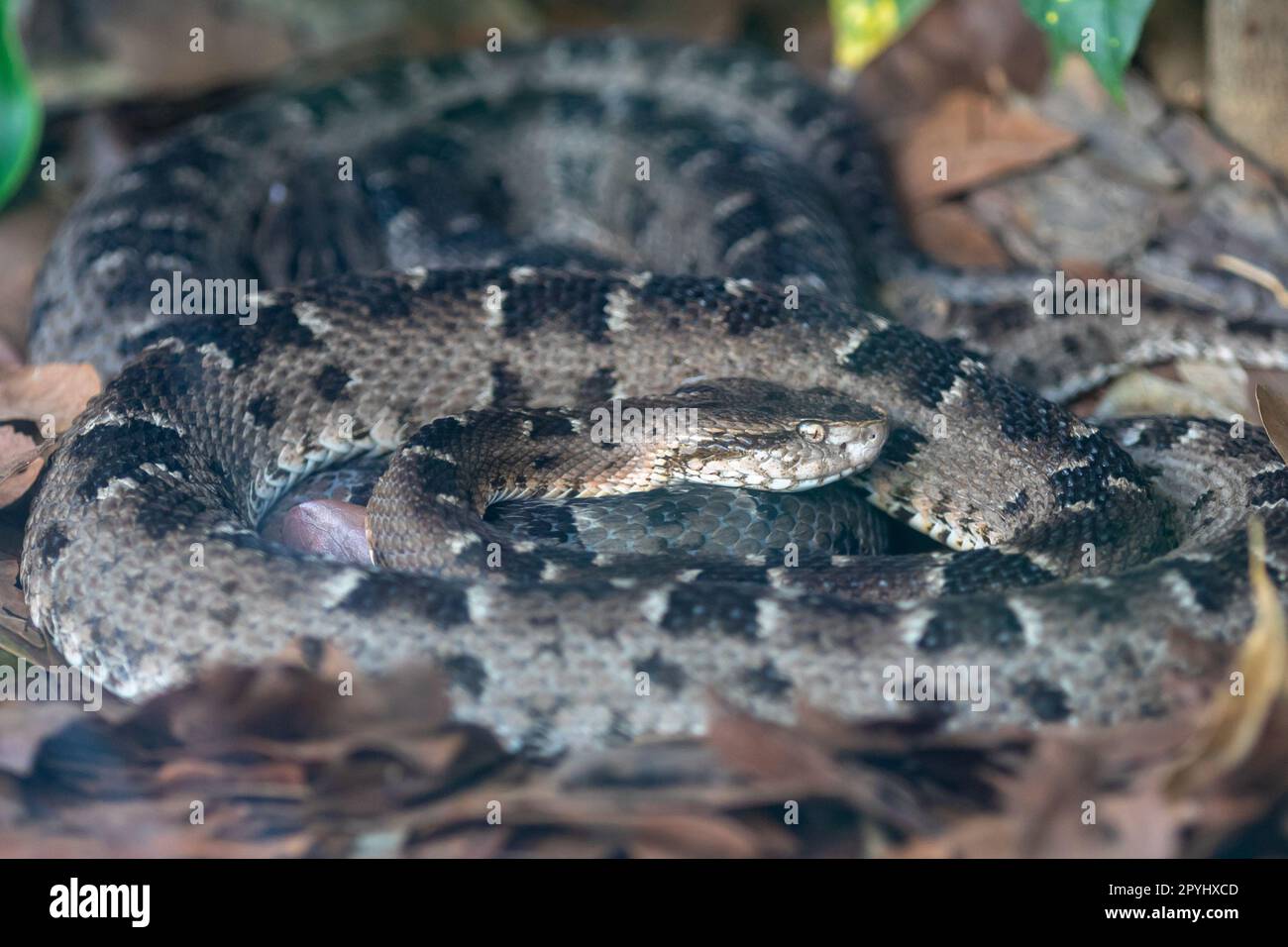 Very common venomous snake in Brazil known as 'jararaca Pintada or urutu' (Bothrops neuwiedi) Stock Photo