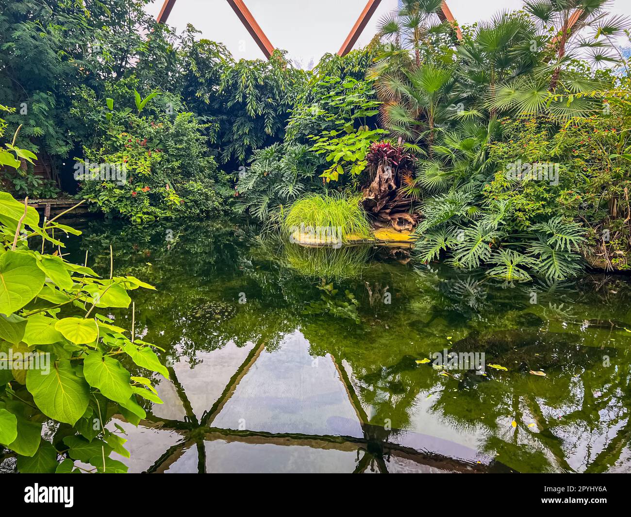 Different tropical plants near pond in greenhouse Stock Photo