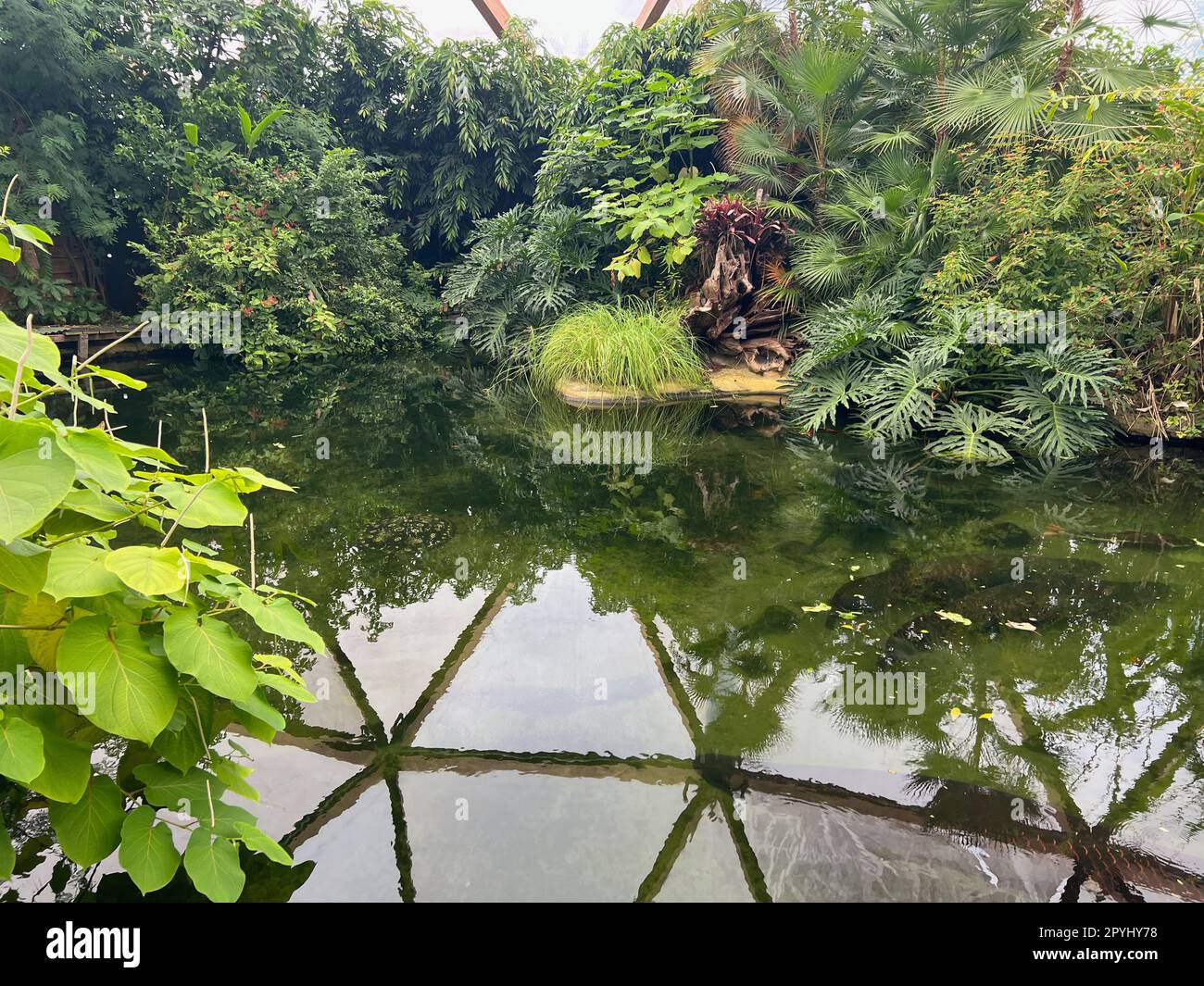 Different tropical plants near pond in greenhouse Stock Photo