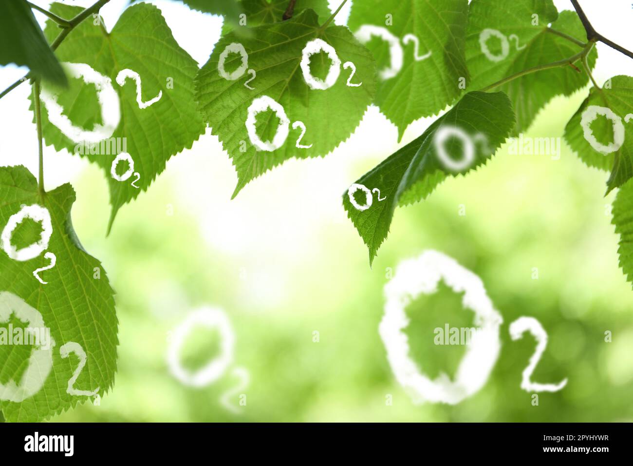 O2 molecules and closeup view of linden tree with fresh young green