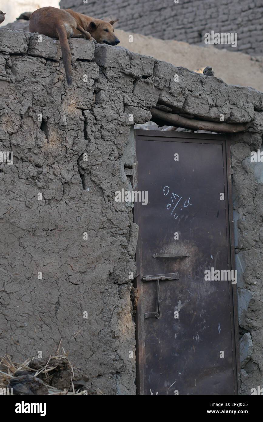 Dog sleeping on top of high mud brick wall above a gate on the west