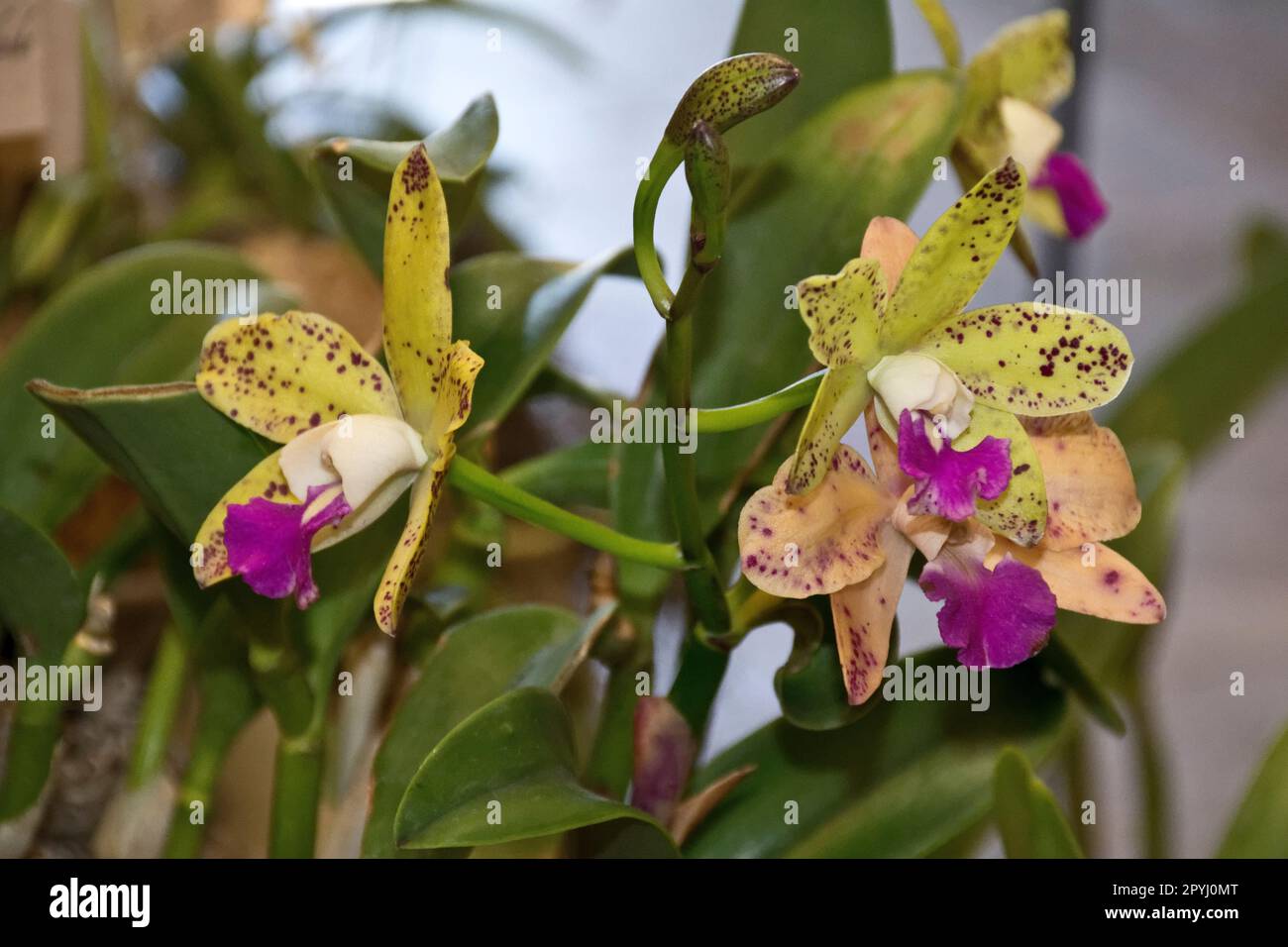 Multicolored yellowish green orchid with lilac petals and green leaves blossomed in summer and autumn for decoration Stock Photo
