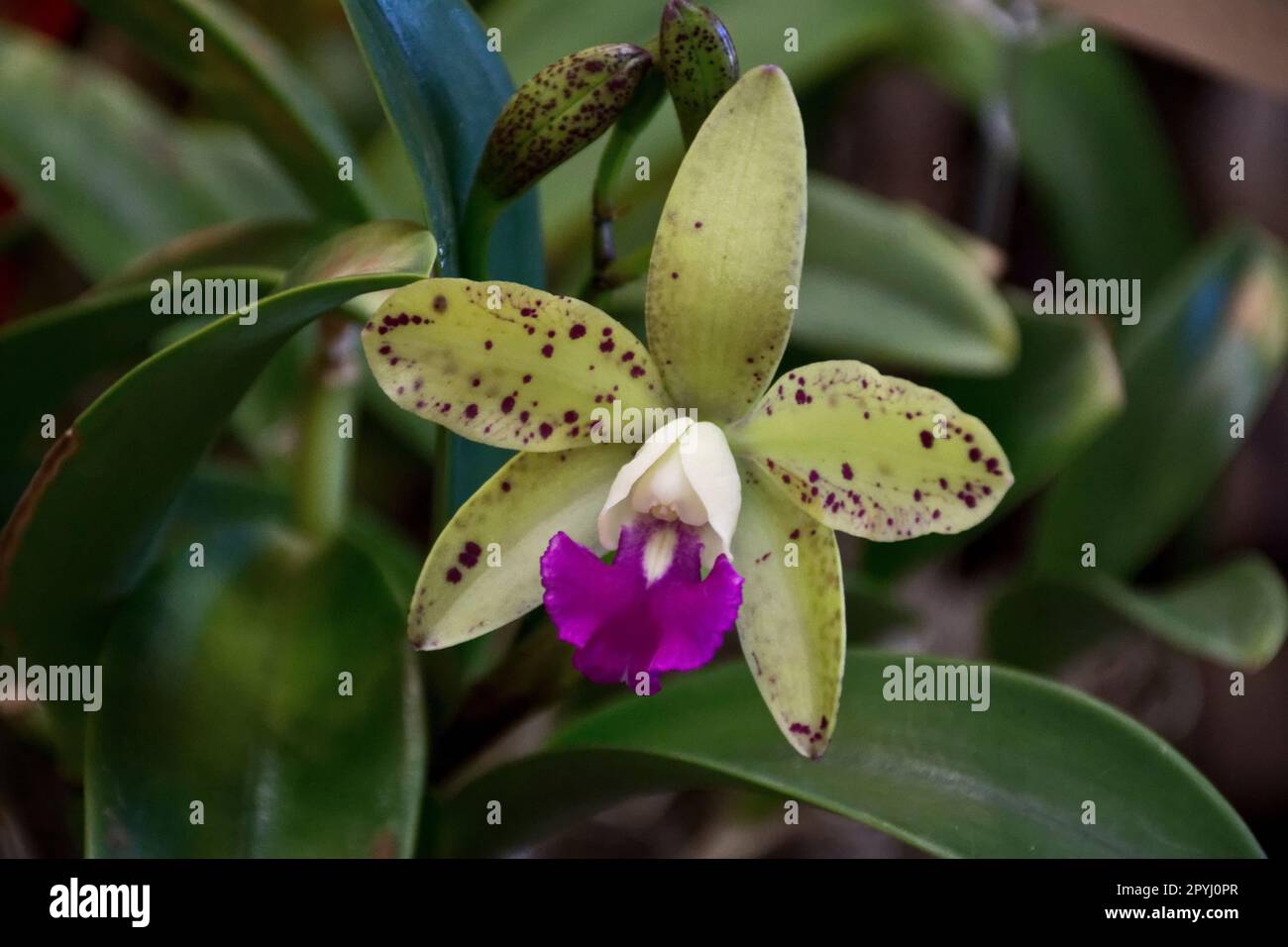 Tropical yellowish green orchid with purple petal and green leaves bloomed in autumn Stock Photo
