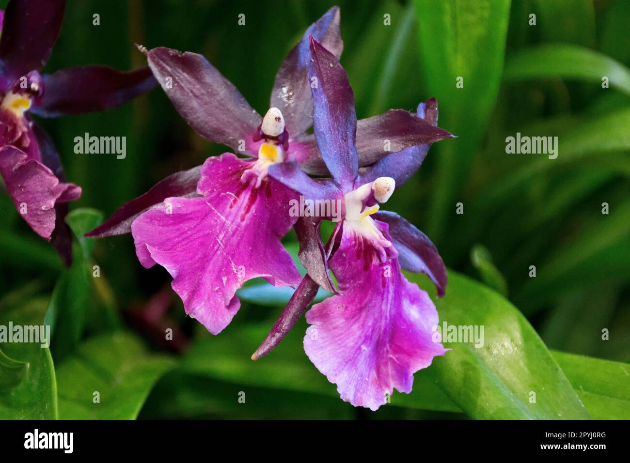 Beautiful vivid purple Vanda orchid flowers with green leaves blossom in summer and autumn Stock Photo