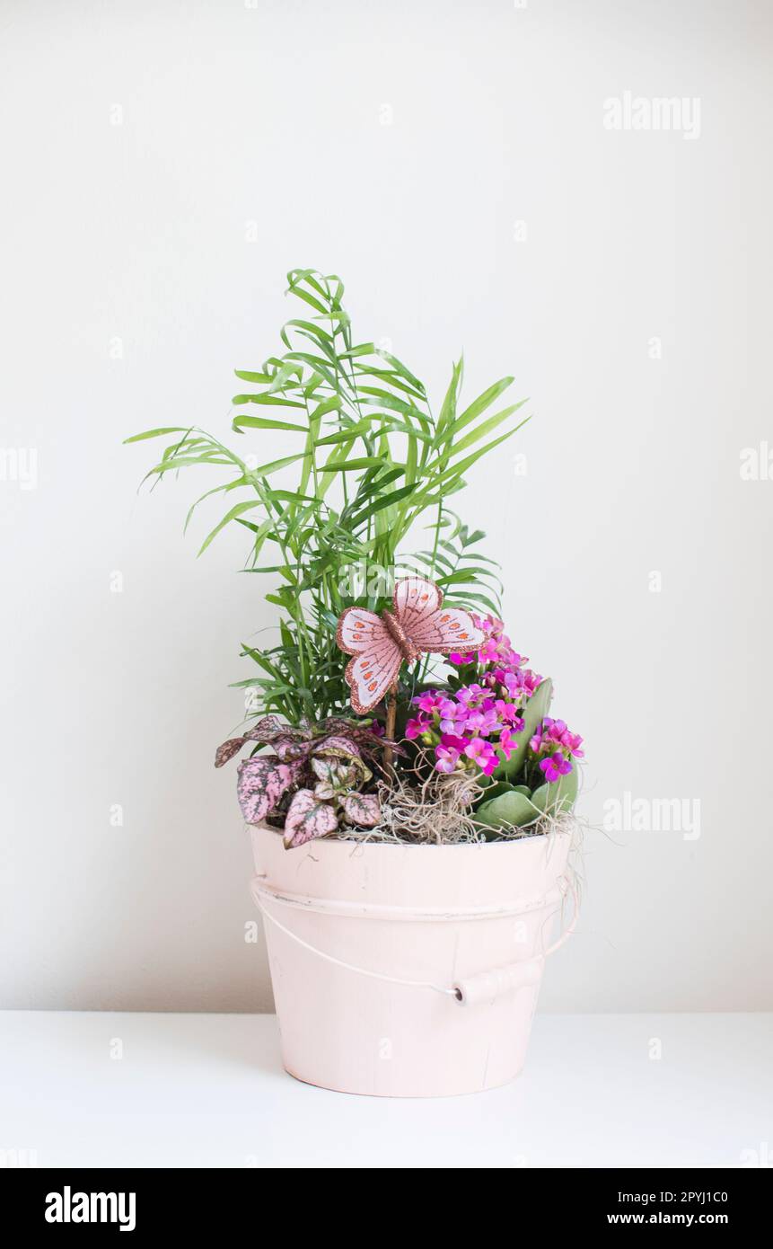 Tropical house plants hi-res stock photography and images - Alamy