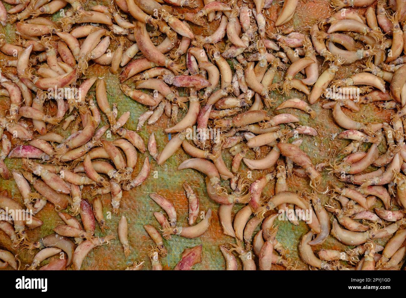 Indonesia Anambas Islands - Telaga Island - Sun dried squid Stock Photo