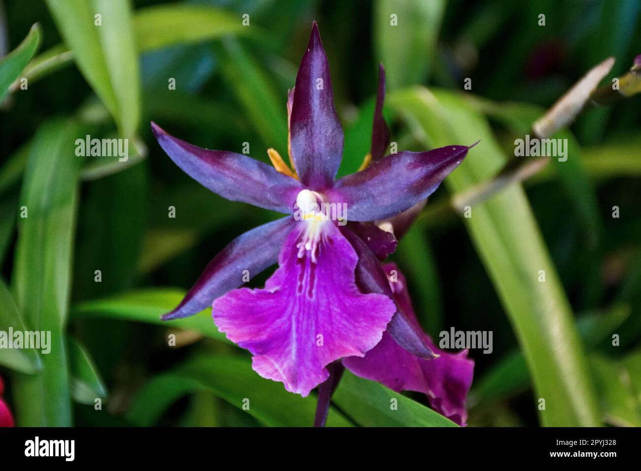 Bright blue purple petals hi-res stock photography and images - Alamy