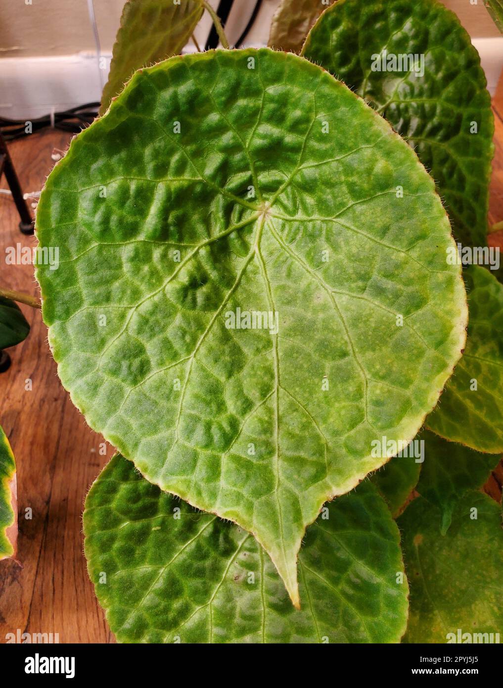 Beautiful leaf pattern and shape of Rhizomatous Begonia Phuthoensis Stock Photo