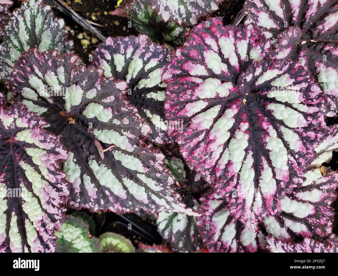 The vibrant color leaves of Begonia Rex Fireworks, an annual plant Stock Photo