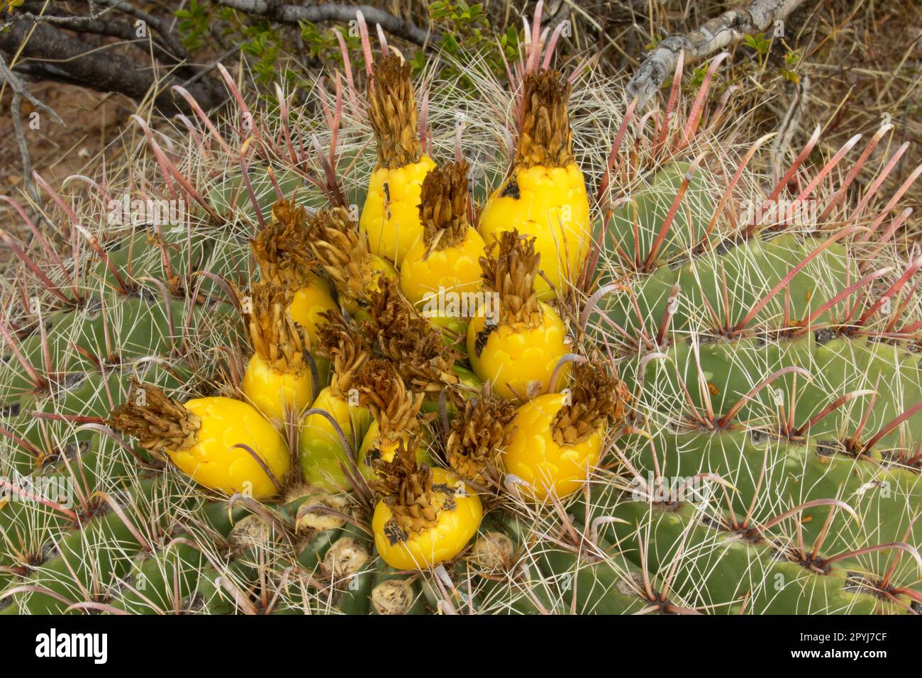 Barrel cactus, Rockhound State Park, New Mexico Stock Photo