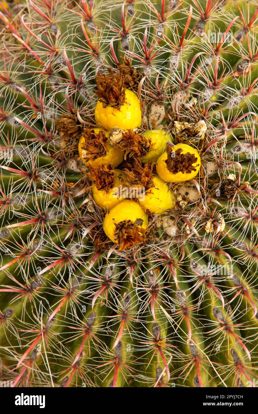 Barrel cactus, Rockhound State Park, New Mexico Stock Photo