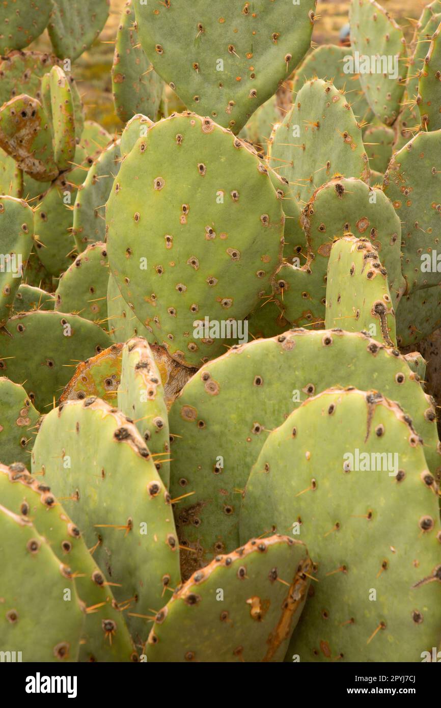 Prickly pear cactus, Rockhound State Park, New Mexico Stock Photo