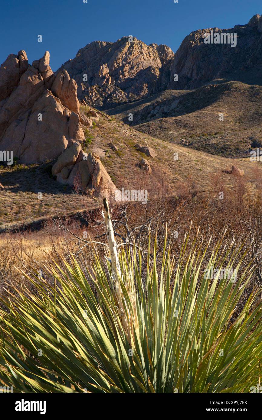 Organ Mountains with sotol from Dripping Springs Trail, Dripping Springs Natural Area, Organ Mountains-Desert Peaks National Monument, New Mexico Stock Photo