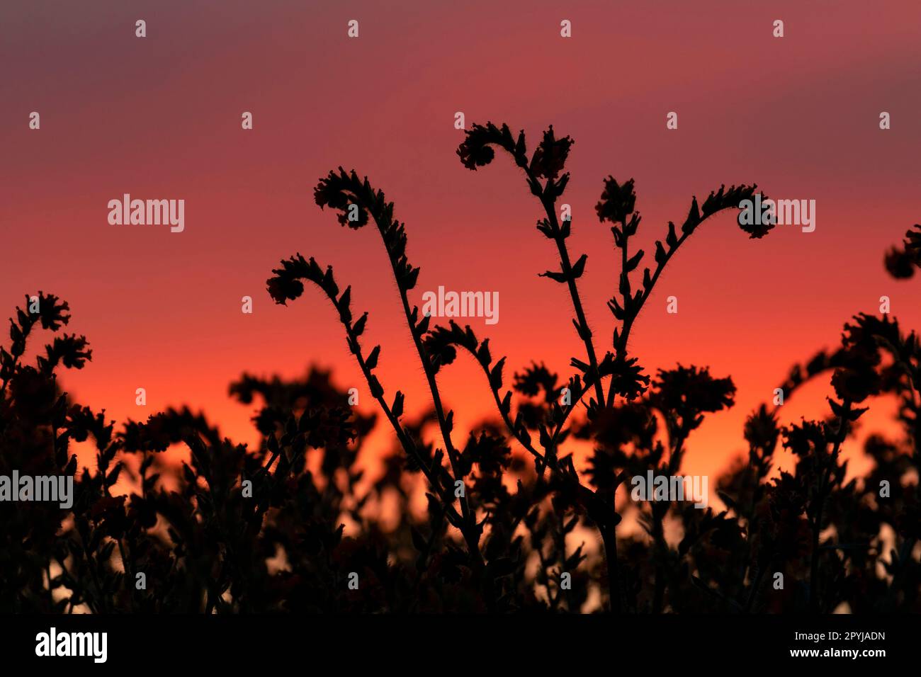 Ranchers fiddlenecks (Amsinckia menziesii) sunset silhouette, Carrizo Plain National Monument, California Stock Photo