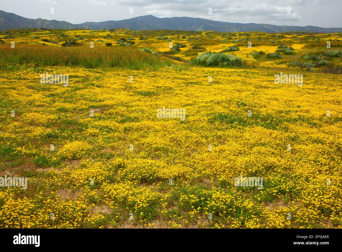 Goldfields, Carrizo Plain National Monument, California Stock Photo