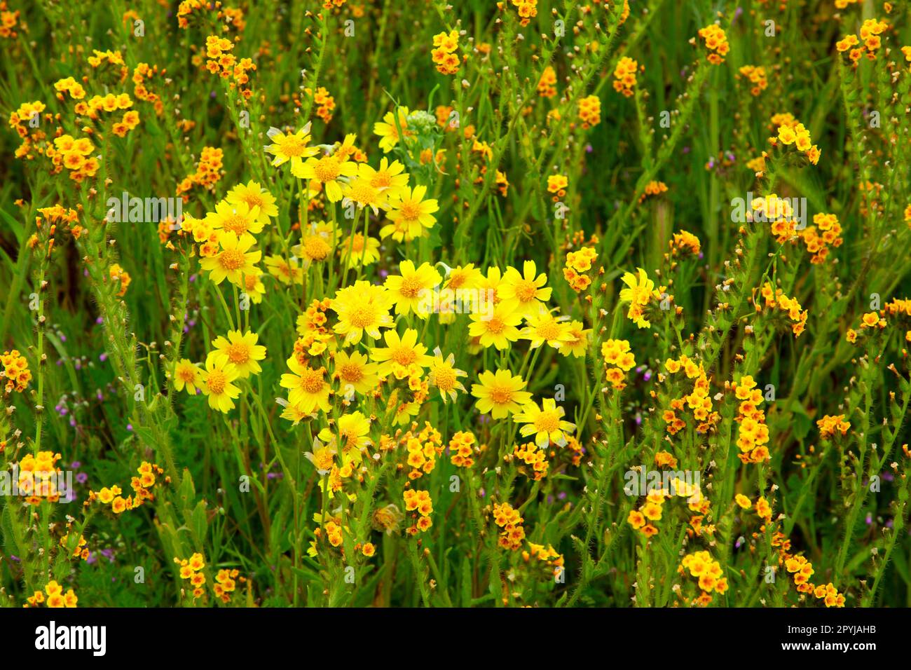 Hillside daisy (Monolopia lanceolata) with Ranchers fiddlenecks (Amsinckia menziesii), Carrizo Plain National Monument, California Stock Photo
