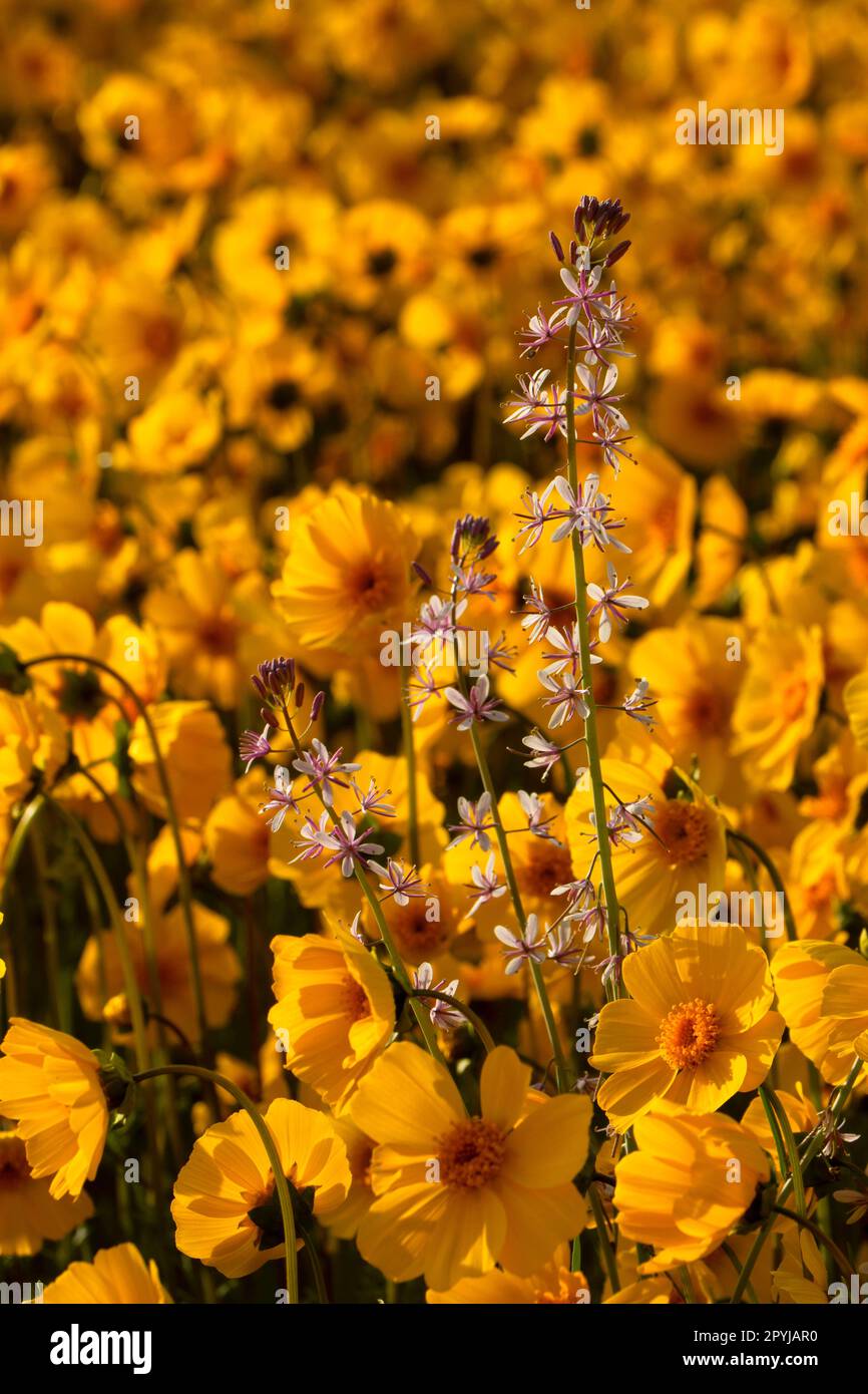 Lemmon's mustard (Caulanthus anceps), Carrizo Plain National Monument, California Stock Photo