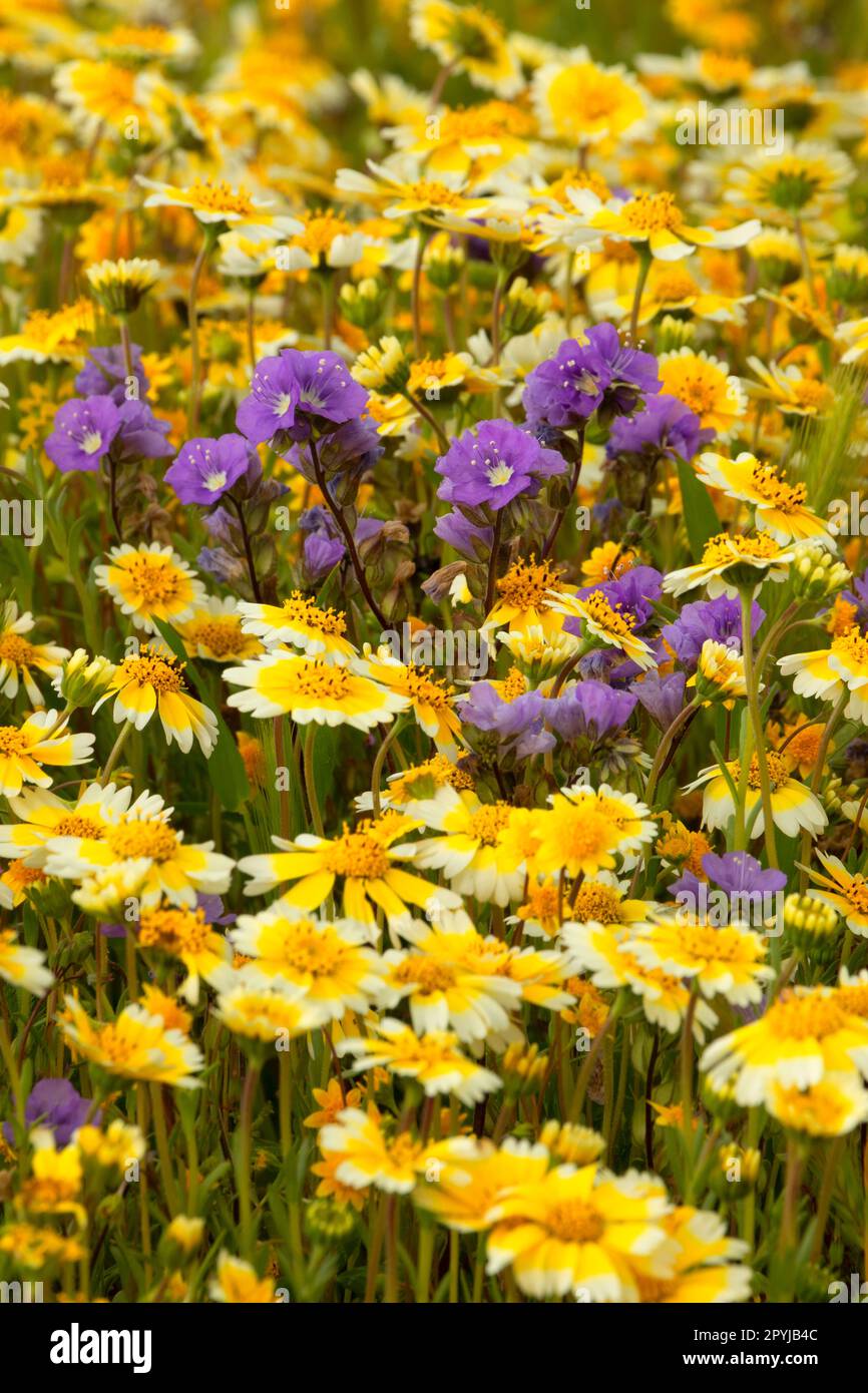 File:abelha-cachorro - Trigona spinipes - em flor de açoita-cavalo-graúdo  Luehea grandiflora Mart. & Zucc. (Malvaceae) 01.jpg - Wikimedia Commons